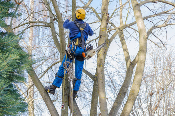 Best Storm Damage Tree Cleanup  in USA